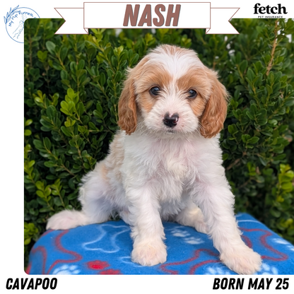 CAVAPOO (MAY 25) MALES