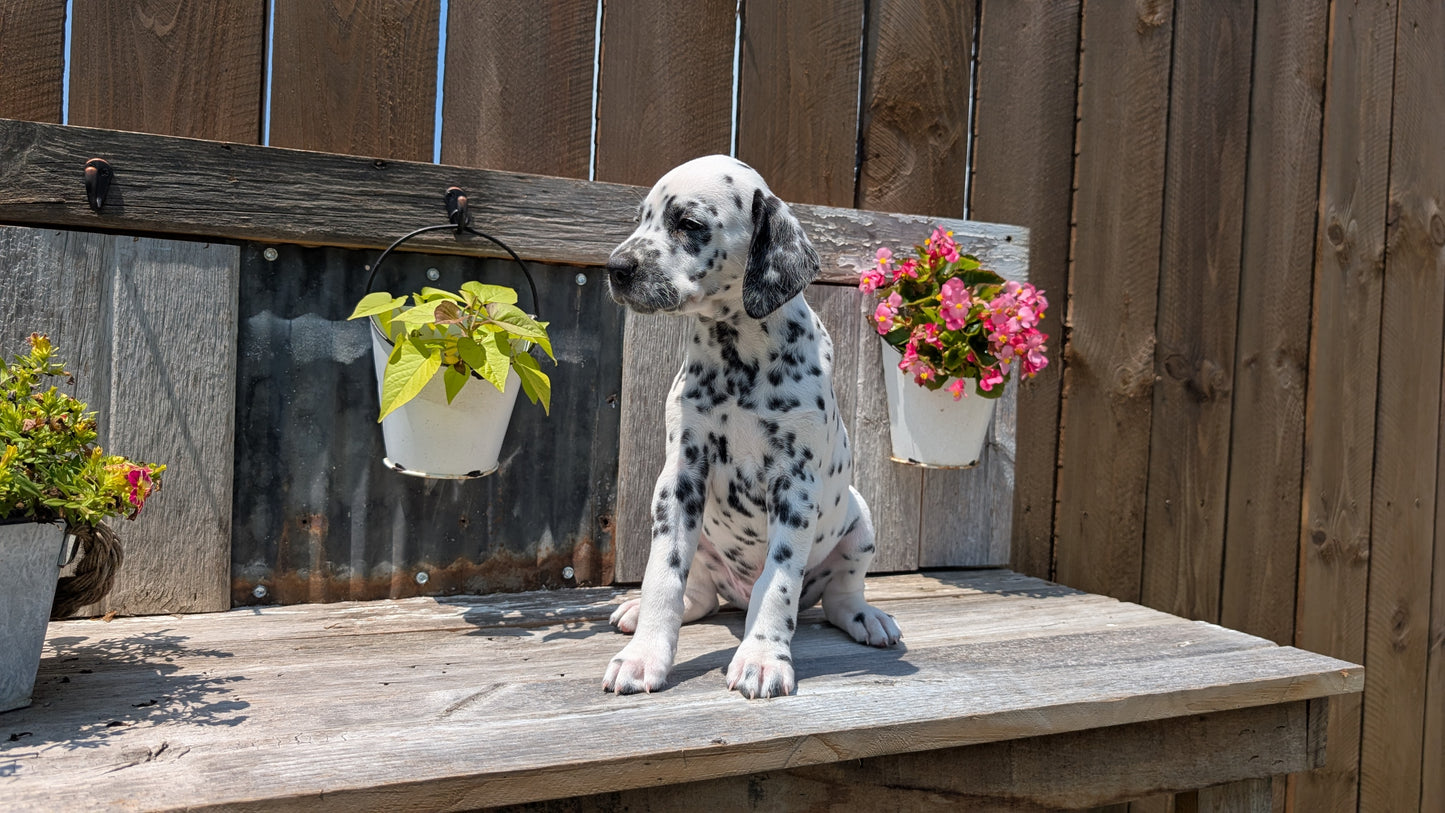DALMATIAN (06/09) MALE