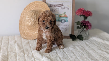 MINI POODLE (06/29) FEMALE