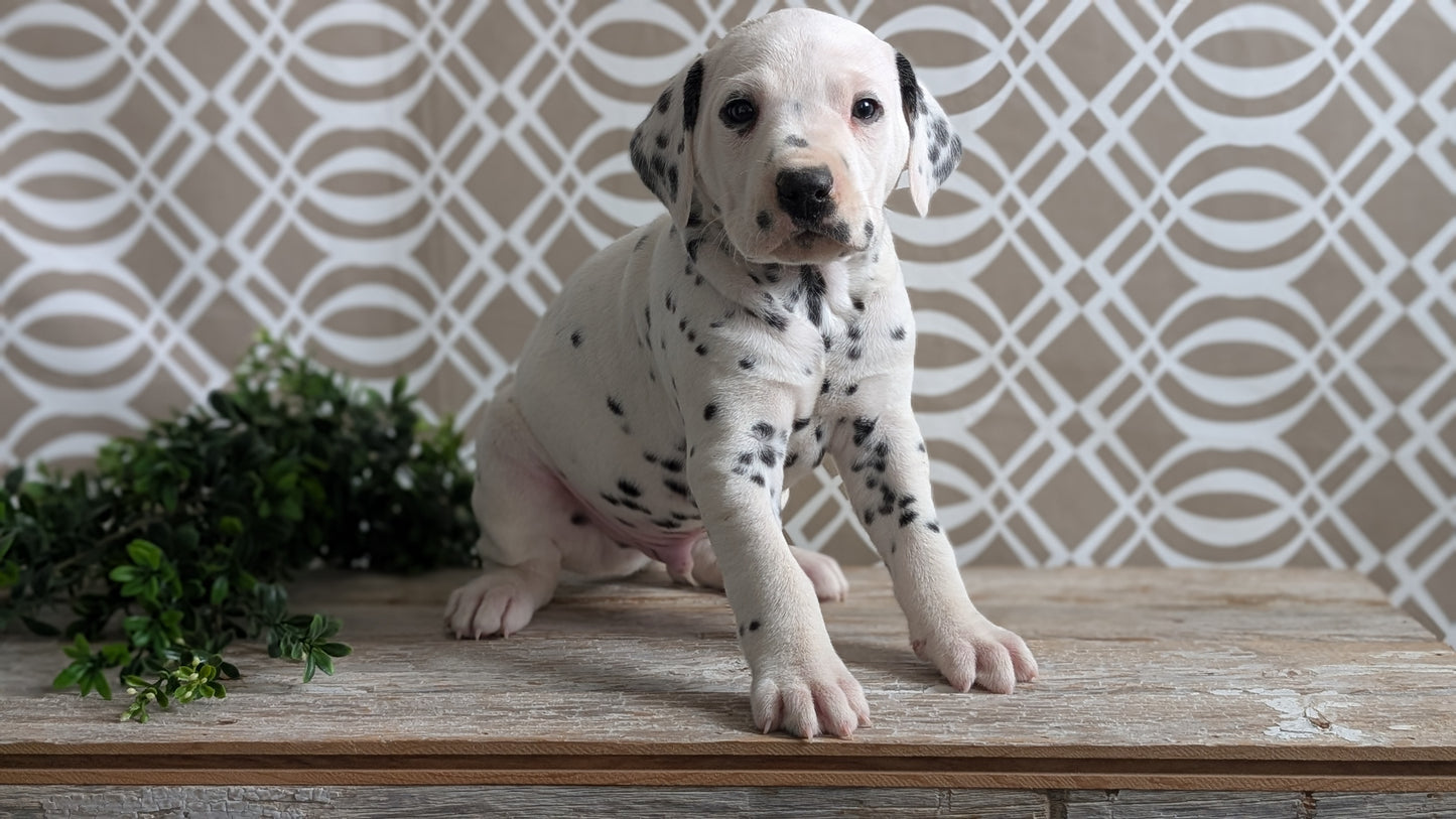 DALMATIAN (FEB 06) MALES