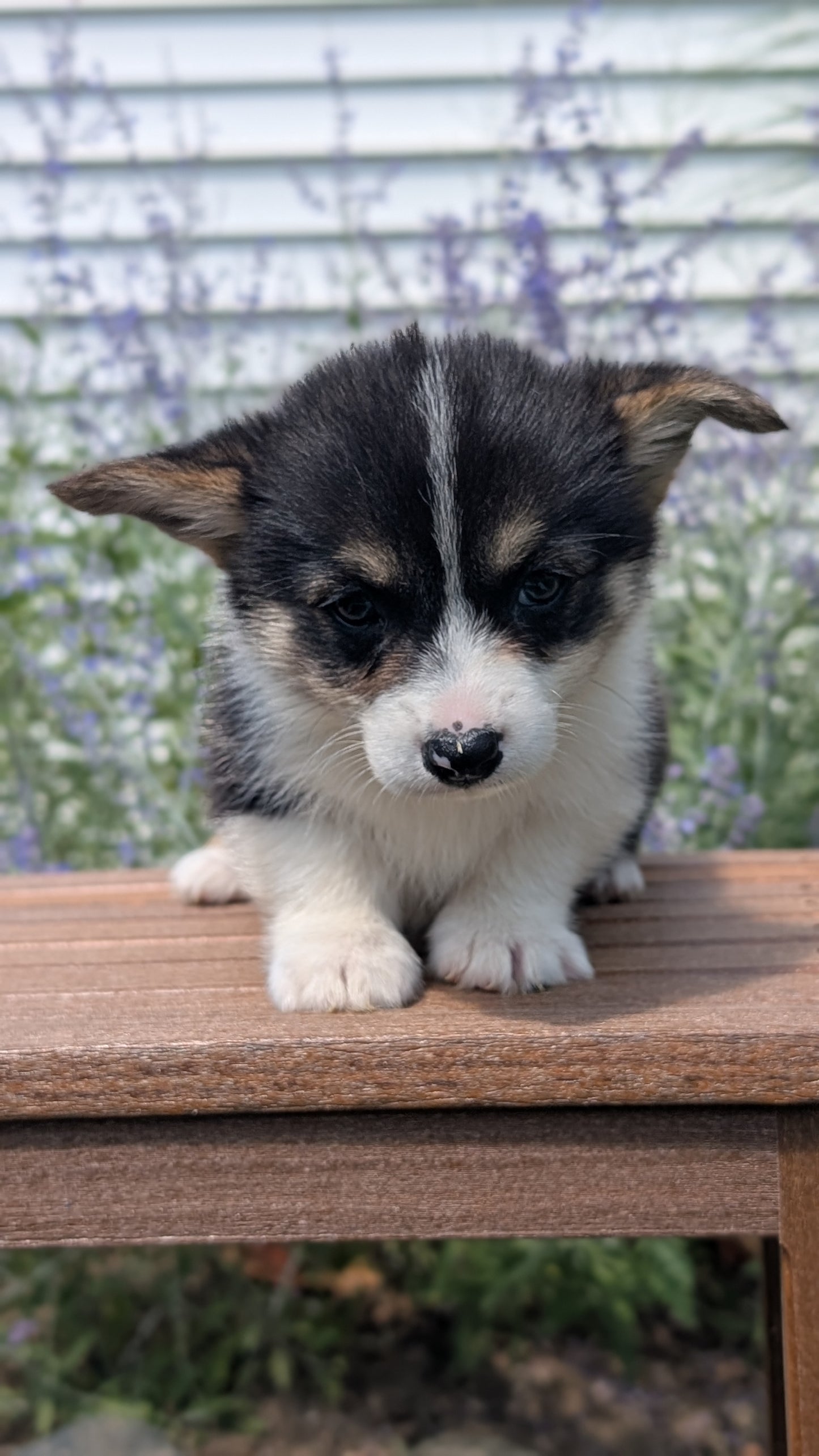 CORGI (JUN 08) FEMALES