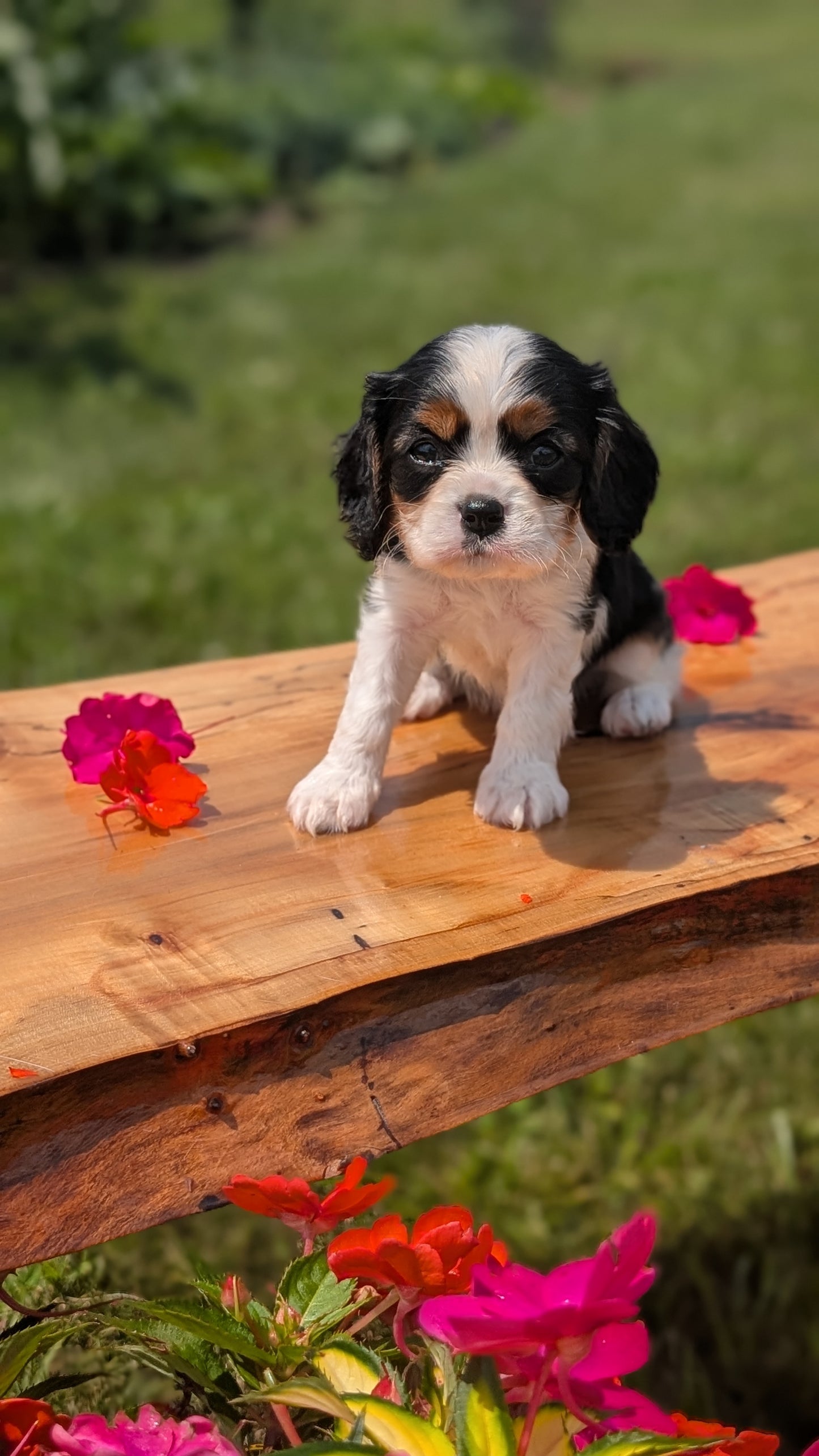CAVALIER (MAY 30) MALES