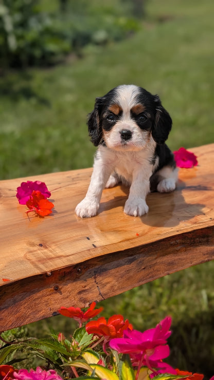 CAVALIER (MAY 30) MALES