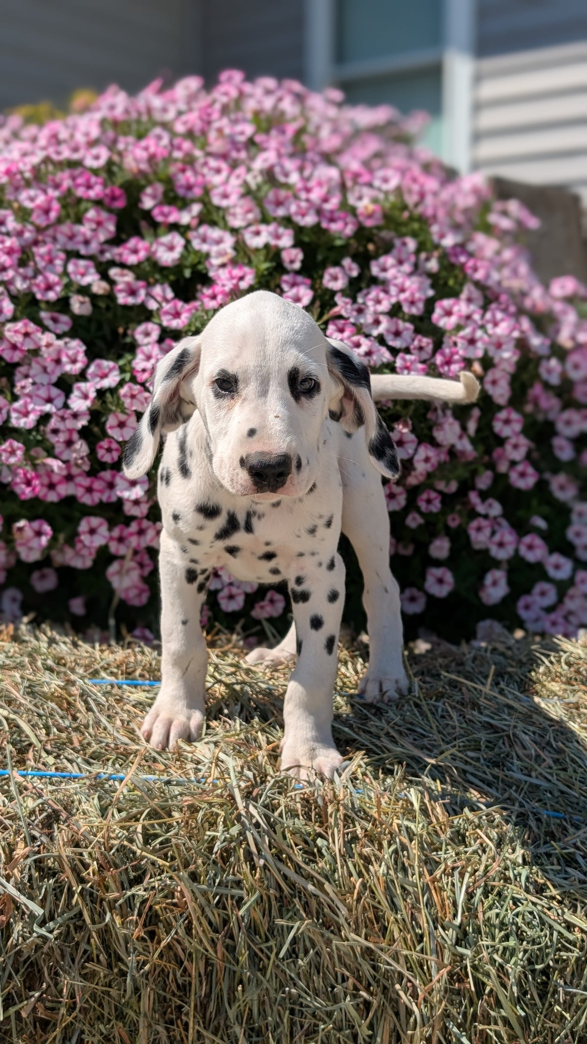 DALMATIAN (JUN 29) MALES