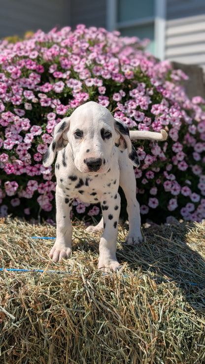 DALMATIAN (JUN 29) MALES