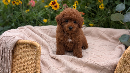 TOY POODLE (07/01) FEMALE