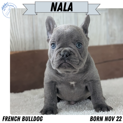 FRENCH BULLDOG (NOV 22) FEMALE