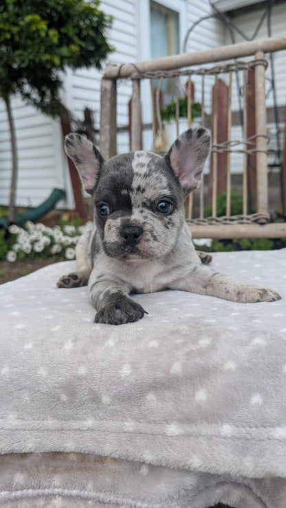 FRENCH BULLDOG (05/20) MALE