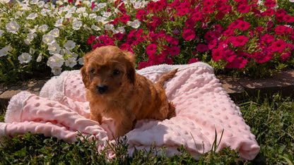 CAVAPOO (06/19) FEMALE