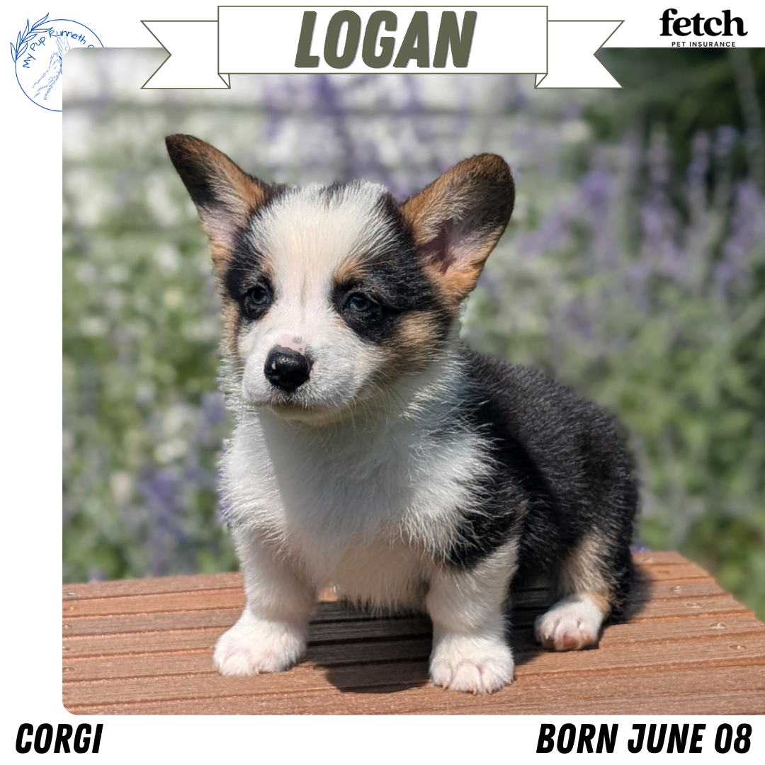 CORGI (JUN 08) MALES