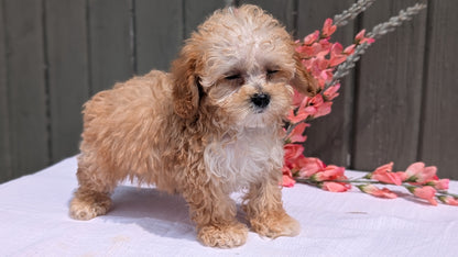 MINI POODLE (MAY 12) MALES
