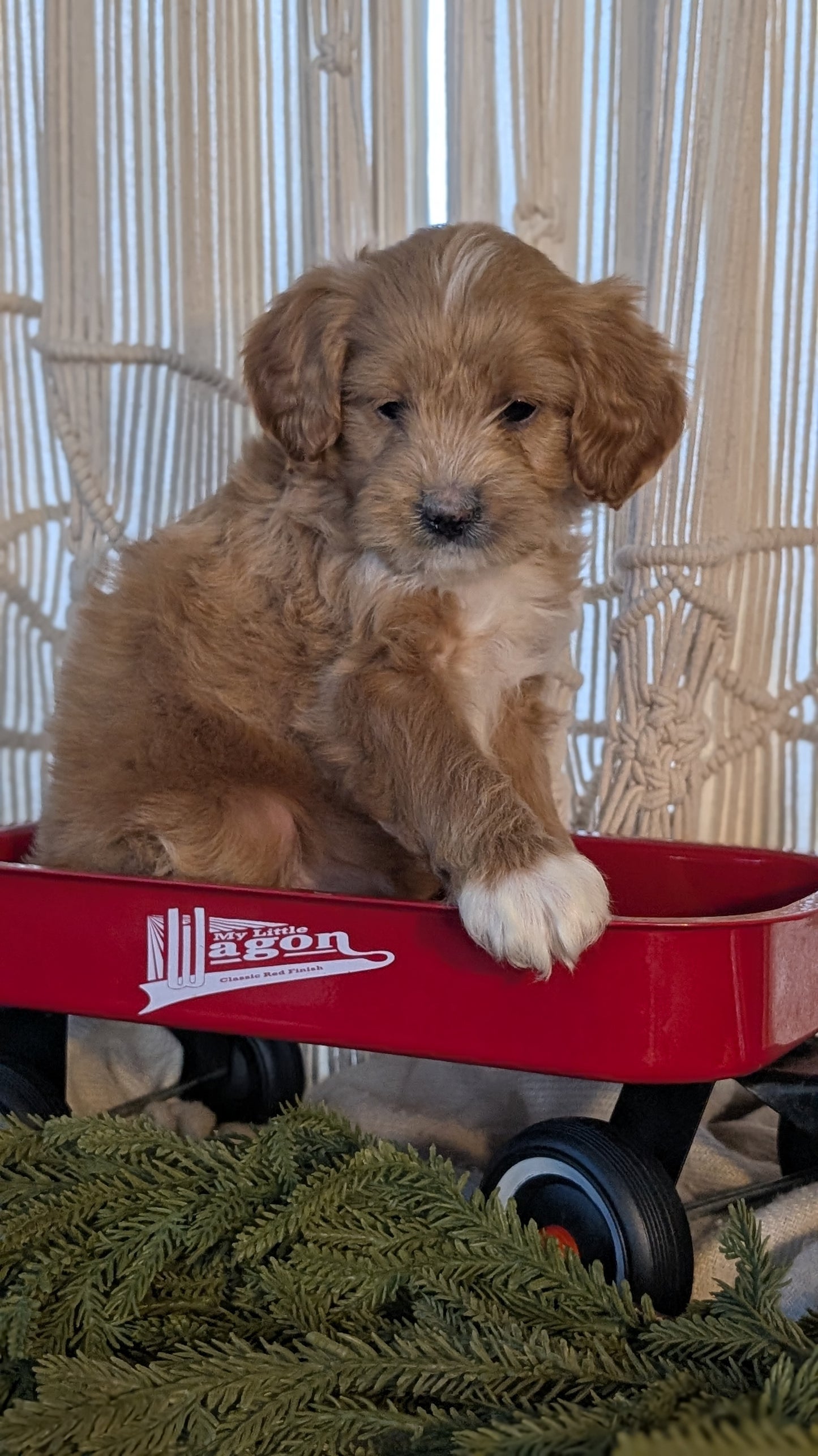 CAVAPOO (NOV 17) MALES