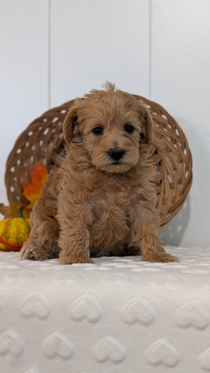 SCHNOODLE (SEP 03) 4 FEMALES/3 MALES