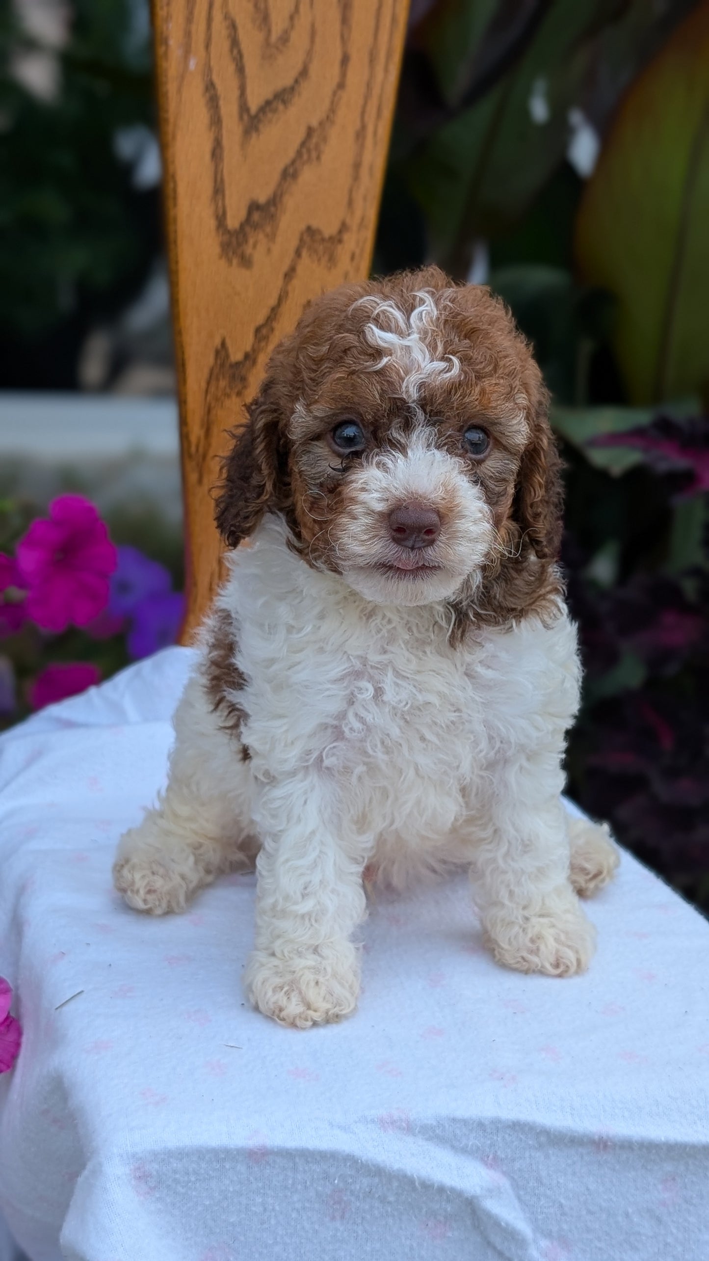 MALTIPOO (JUN 11) MALES