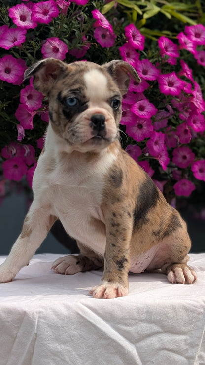 FRENCHTON (06/25) FEMALE