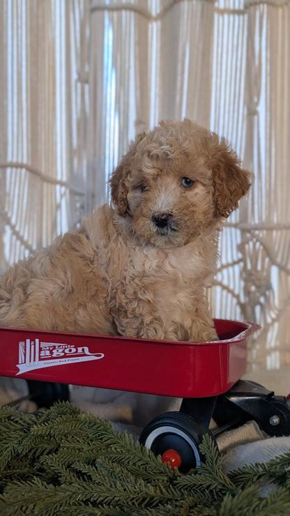 CAVAPOO (NOV 17) FEMALES