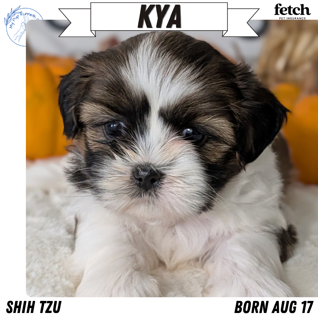 SHIH TZU (AUG 17) 2 FEMALES/3 MALES