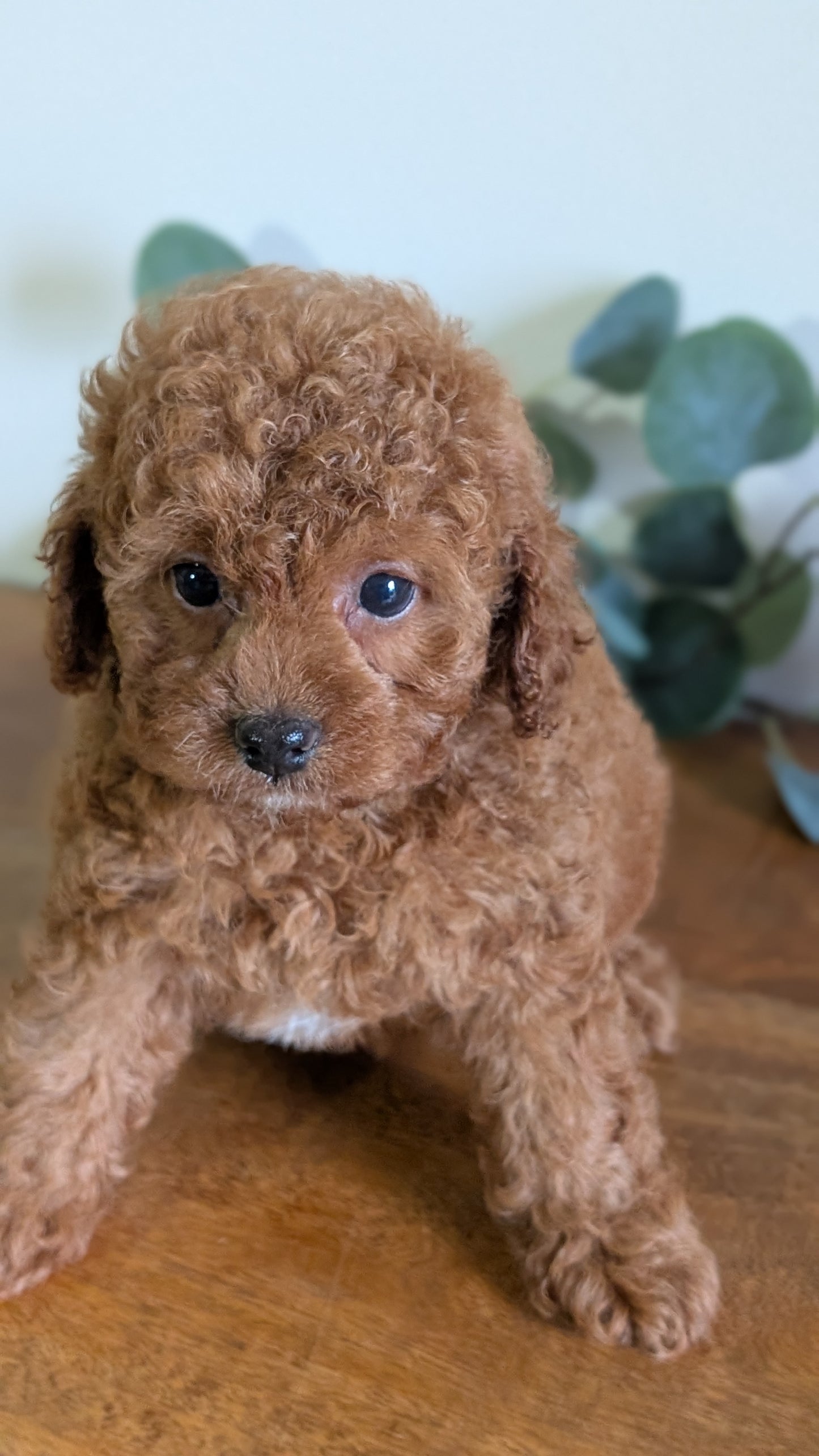 CAVAPOO (JUN 25) FEMALES