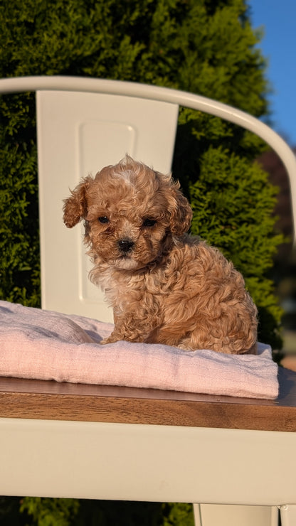 CAVAPOO (MAY 09) MALES