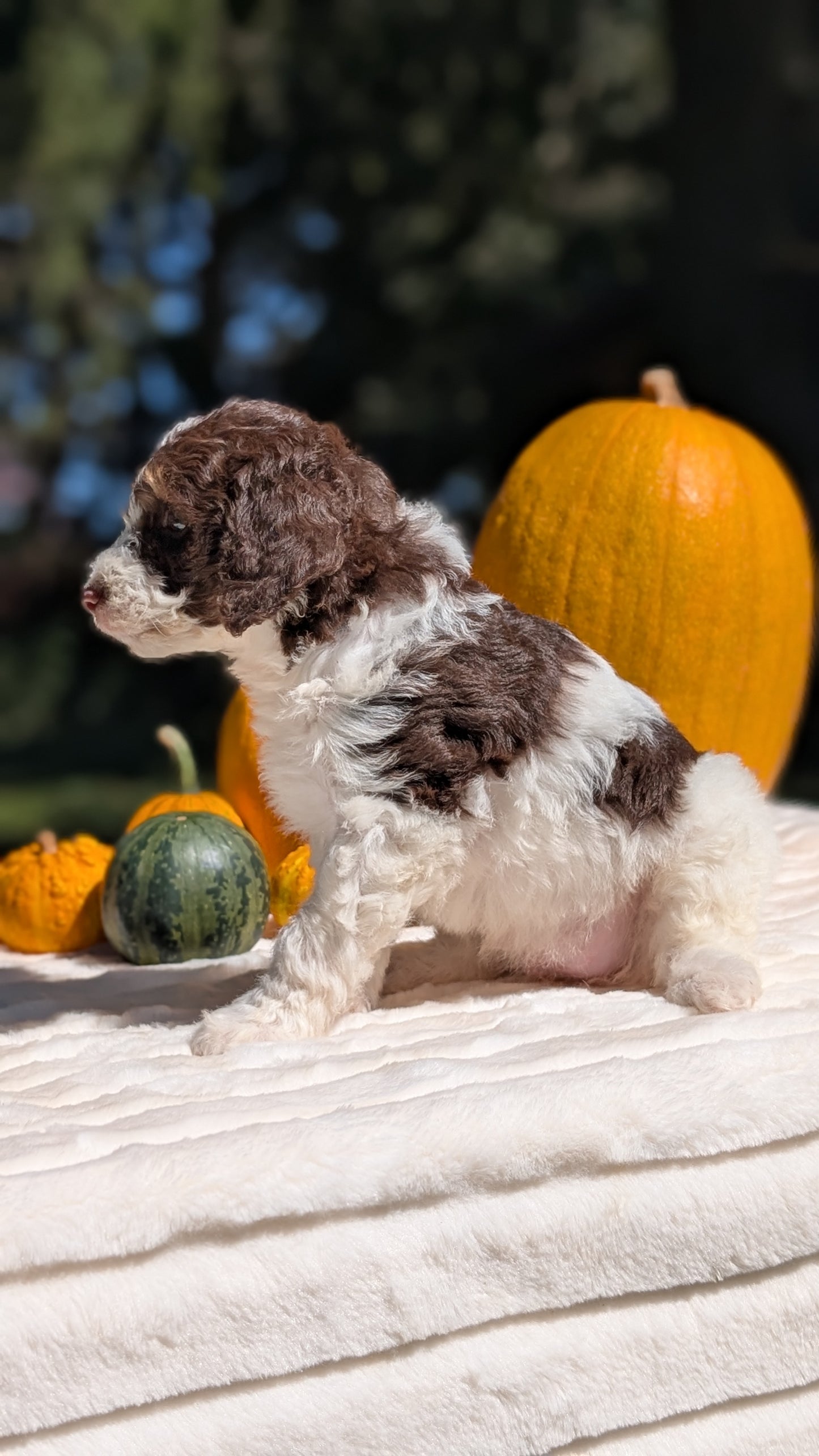 MINI BERNEDOODLE (07/25) FEMALE