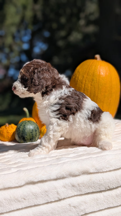 MINI BERNEDOODLE (07/25) FEMALE