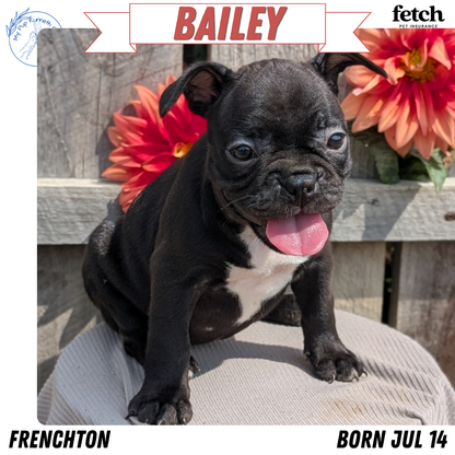 FRENCHTON (JUL 14) 2 MALES/1 FEMALE