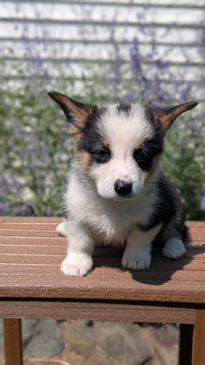 CORGI (JUN 08) MALES
