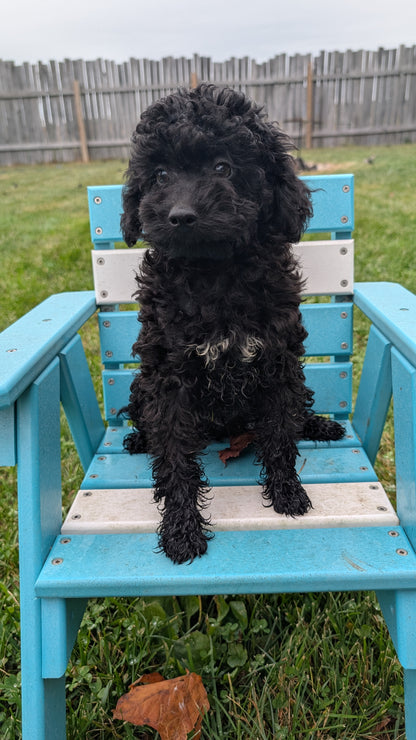 TOY POODLE (07/06) MALE