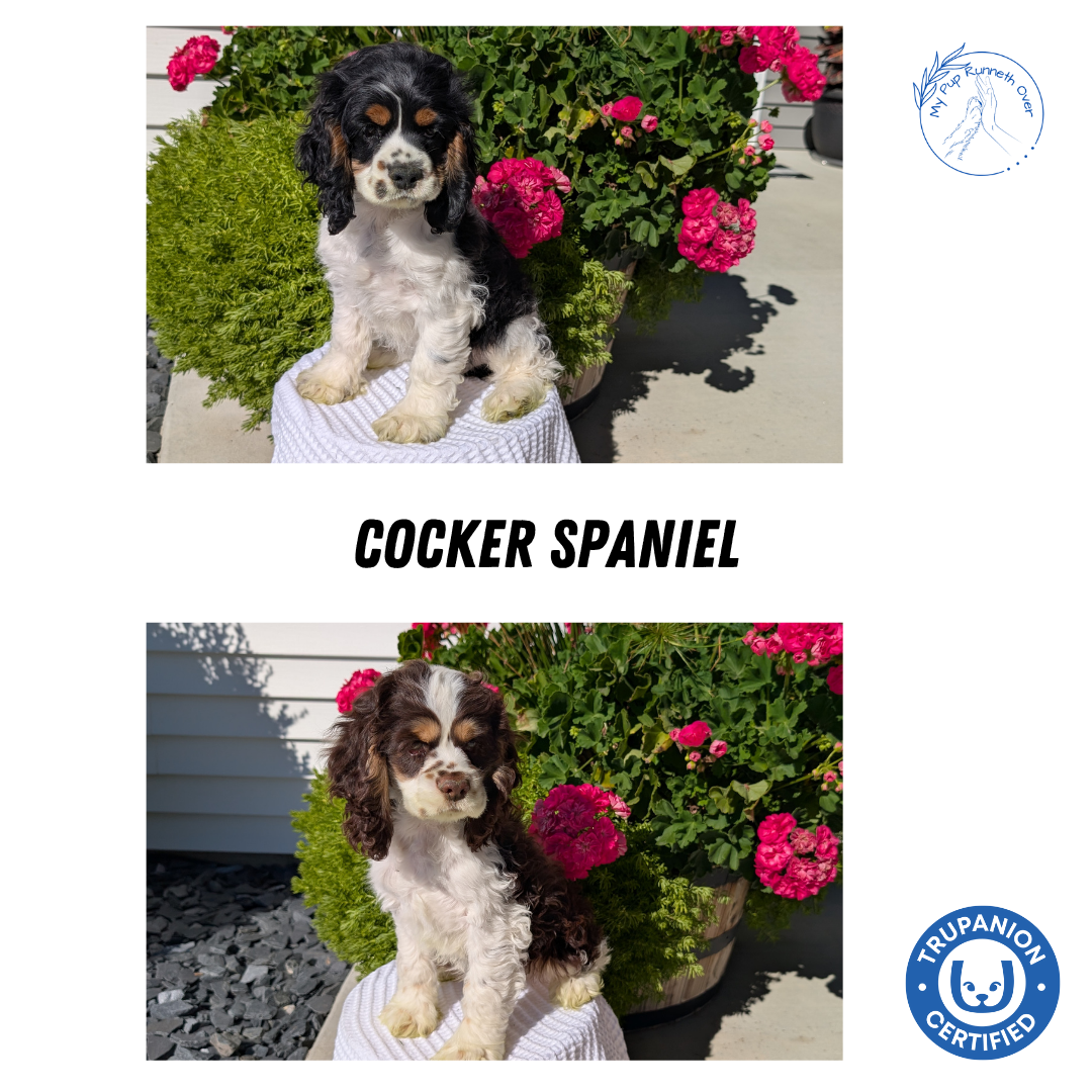 COCKER SPANIEL (07/17) MALE