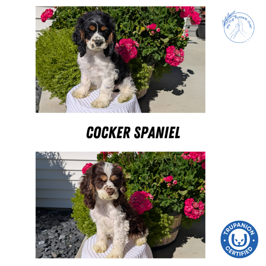 COCKER SPANIEL (07/17) MALE