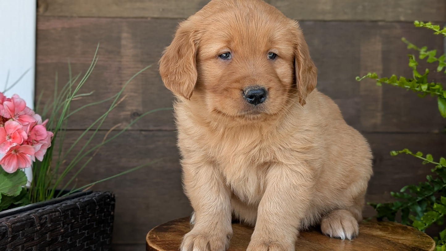 GOLDEN RETRIEVER (MAR 27) MALES