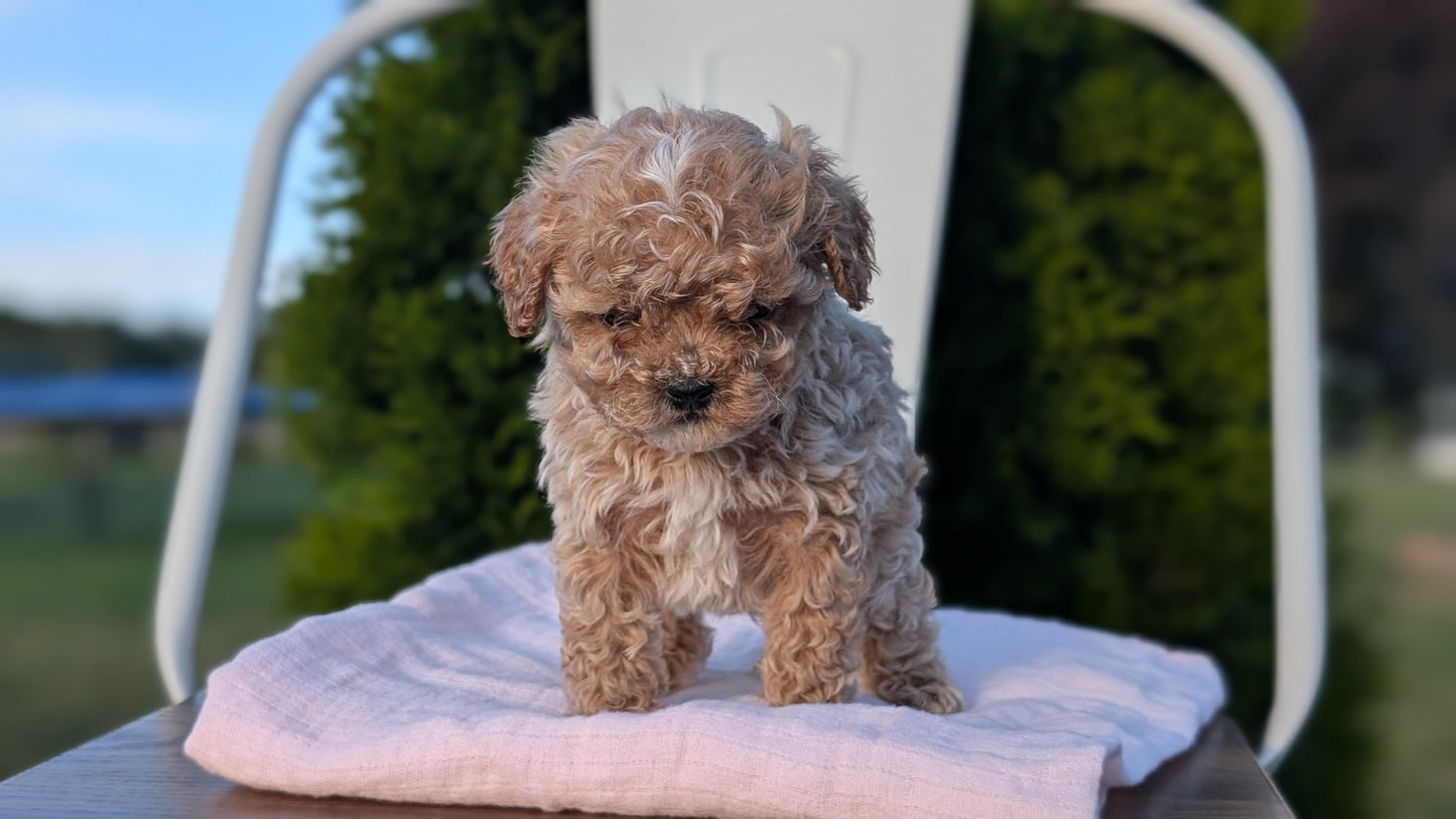 CAVAPOO (MAY 09) MALES