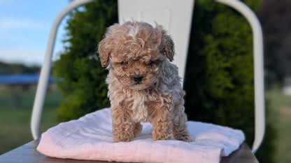 CAVAPOO (MAY 09) MALES