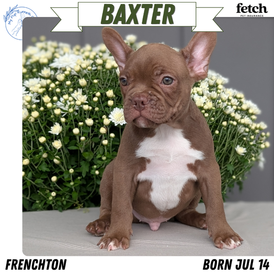 FRENCHTON (JUL 14) 2 MALES/1 FEMALE