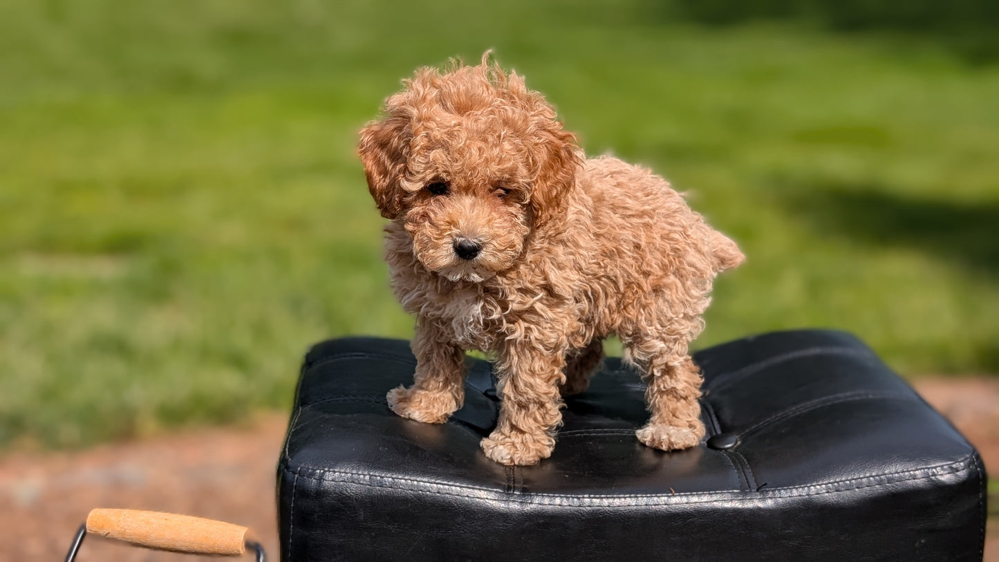 MINI POODLE (APR 03) FEMALES