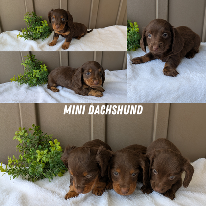 MINI DACHSHUND (02/21) FEMALE