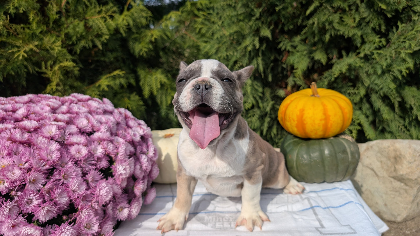 FRENCH BULLDOG (07/03) FEMALE