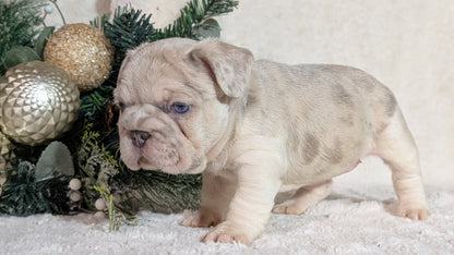 FRENCH BULLDOG (OCT 08) FEMALES