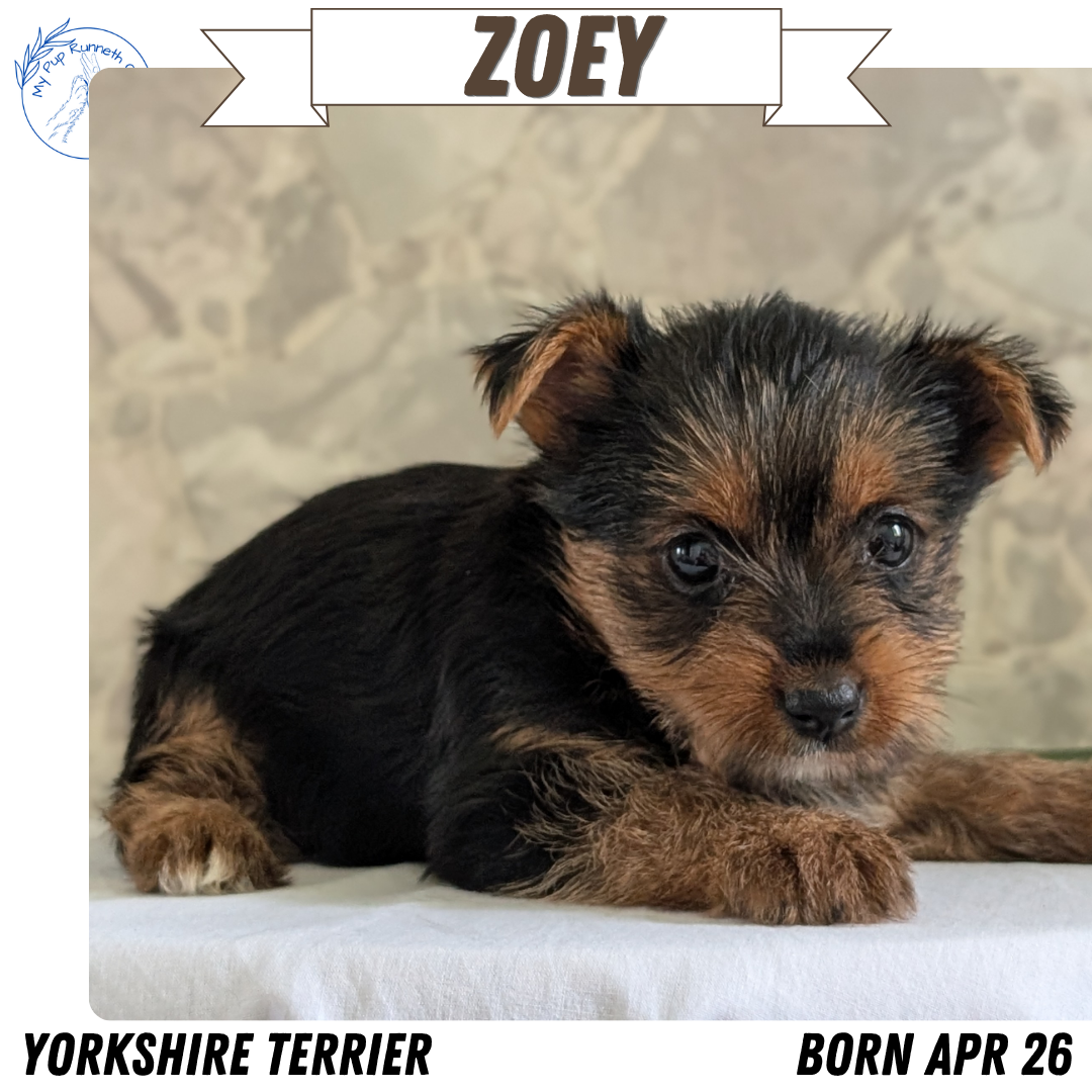 YORKSHIRE TERRIER (APR 26) FEMALES
