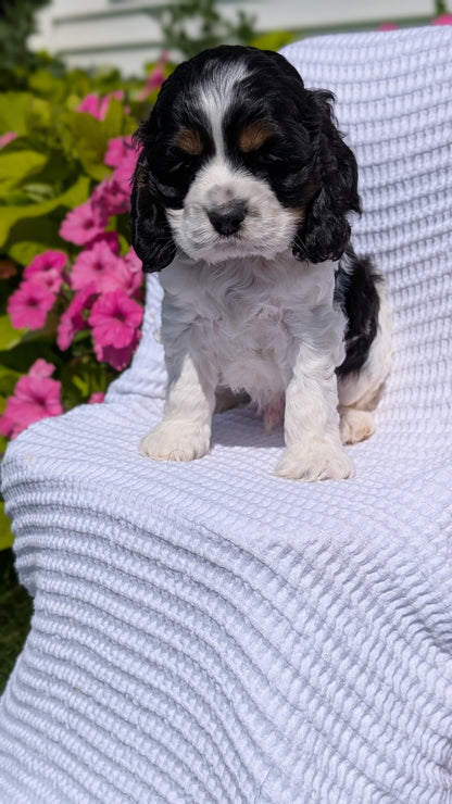 COCKER SPANIEL (07/17) MALE