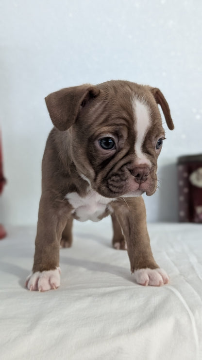 FRENCHTON (NOV 15) FEMALES