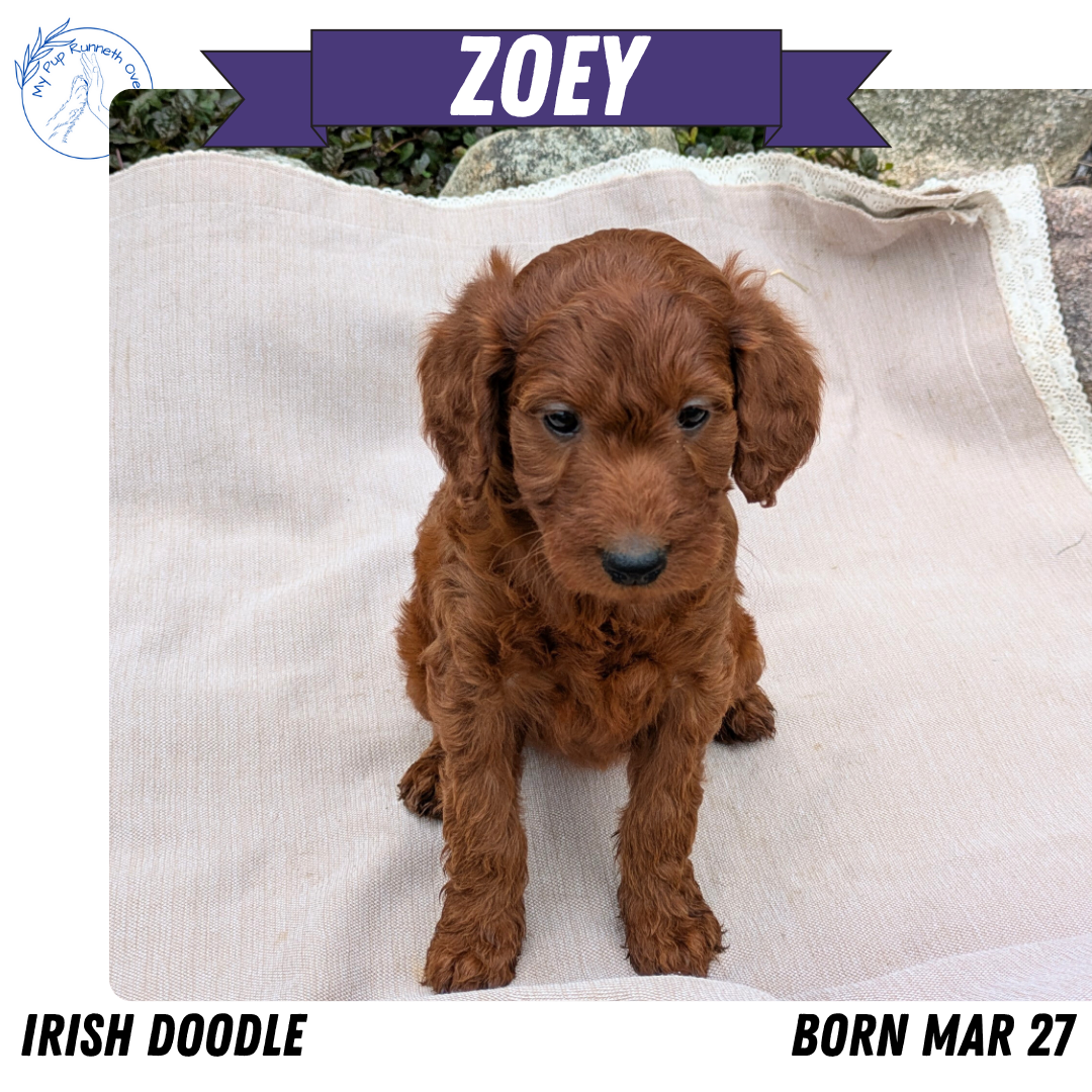 IRISH DOODLE (03/27) FEMALE