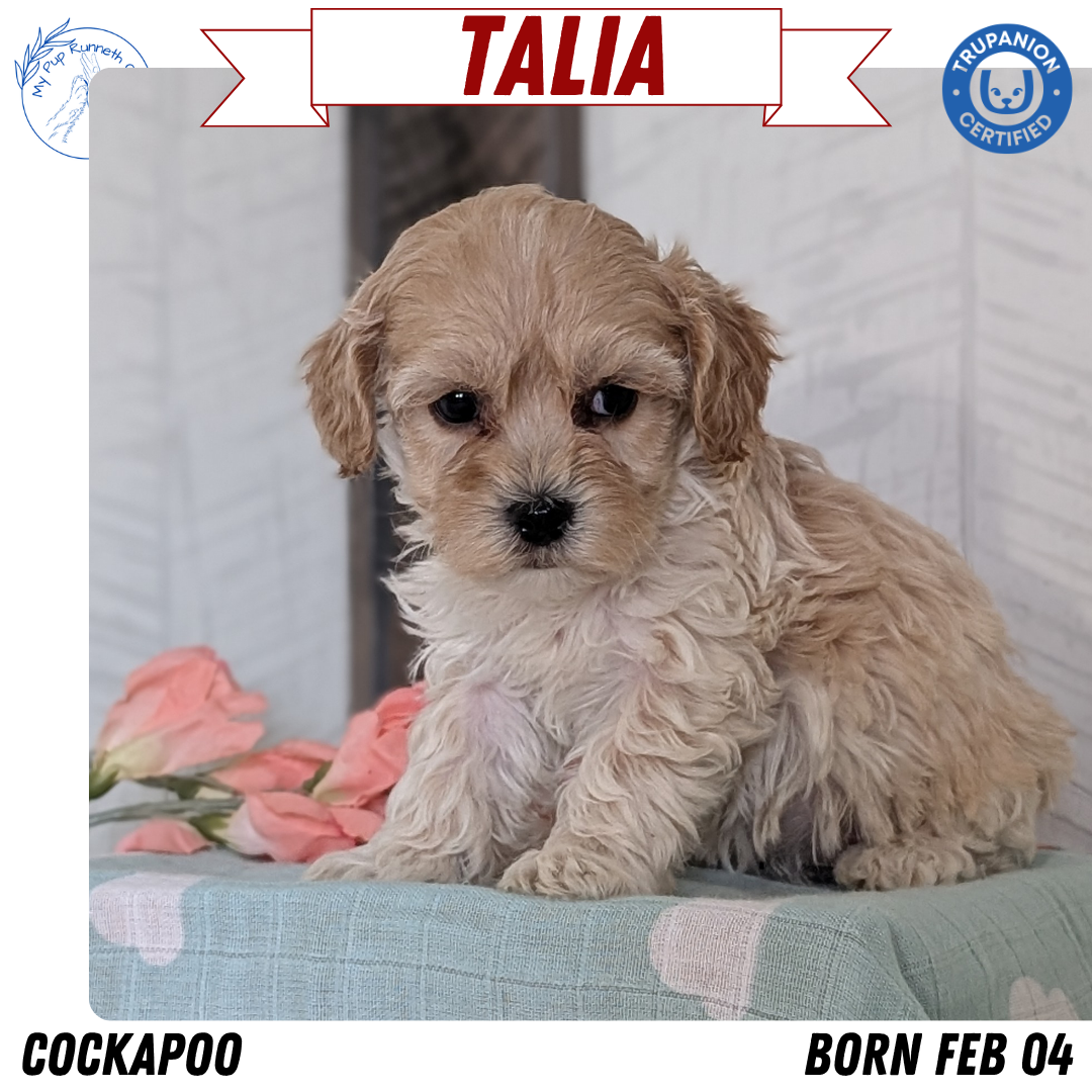 COCKAPOO (FEB 04) FEMALES