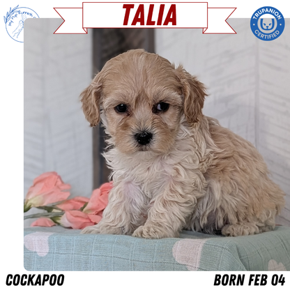 COCKAPOO (FEB 04) FEMALES