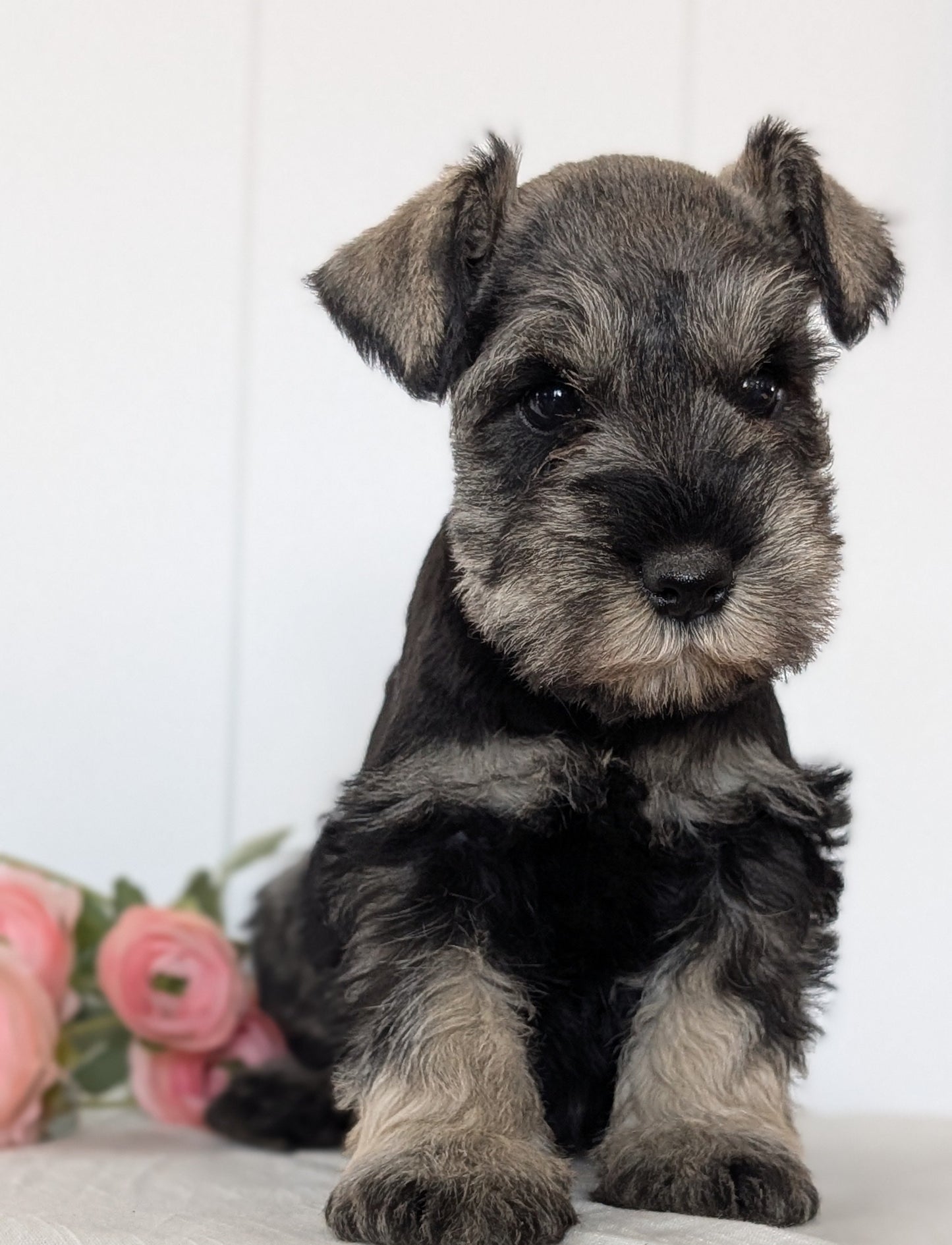MINI SCHNAUZER (JAN 14) MALES