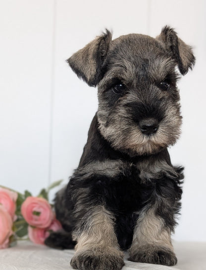 MINI SCHNAUZER (JAN 14) MALES