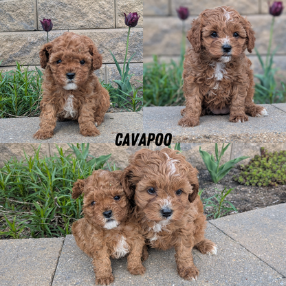 CAVAPOO (03/24) MALE