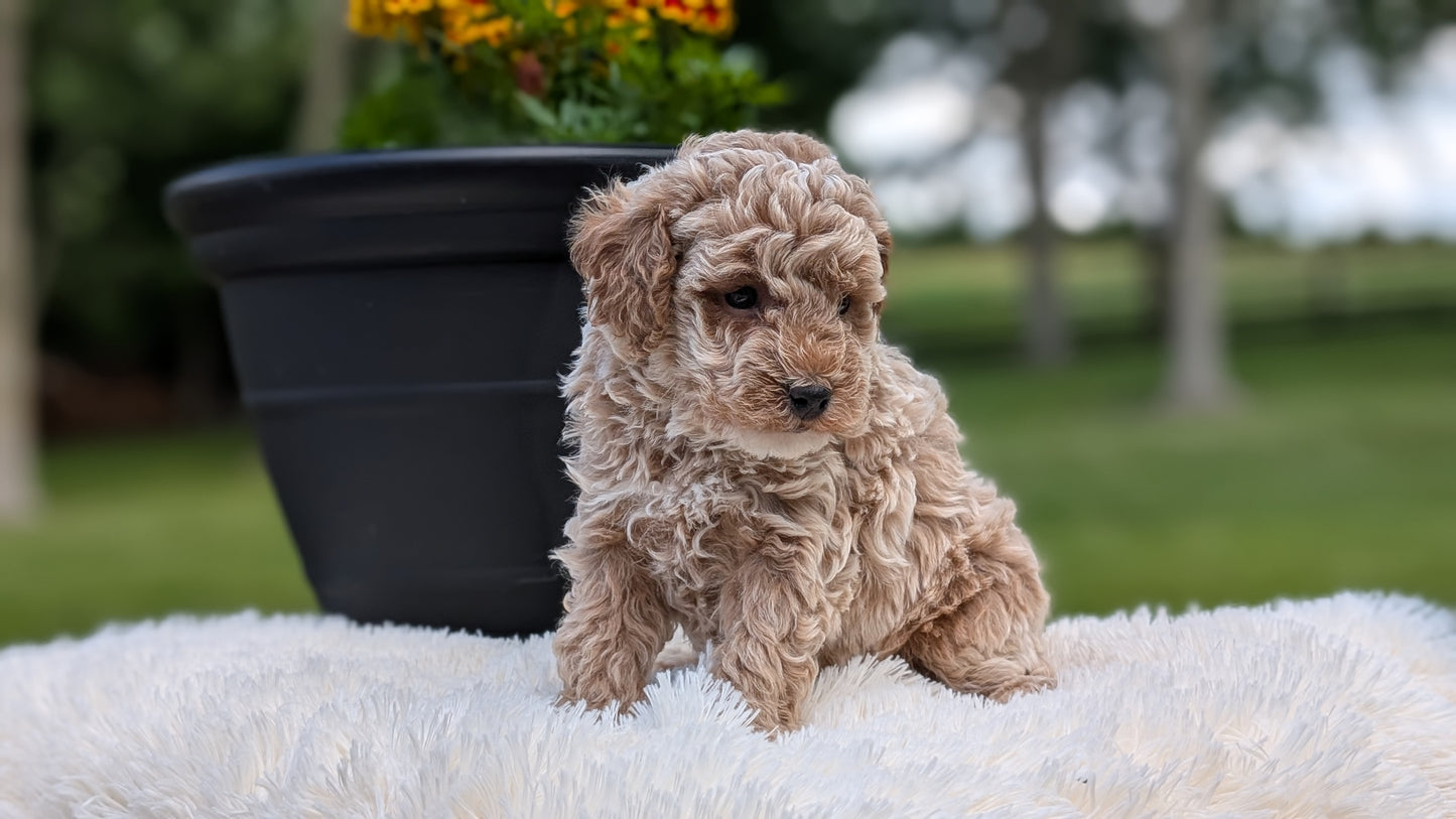 MINI POODLE (MAY 12) MALES