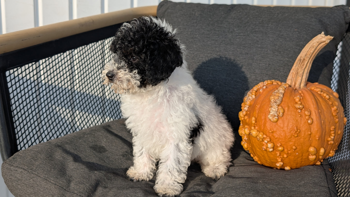 TOY POODLE (08/19) FEMALE