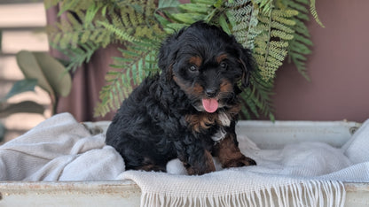 COCKAPOO (MAY 22) FEMALES